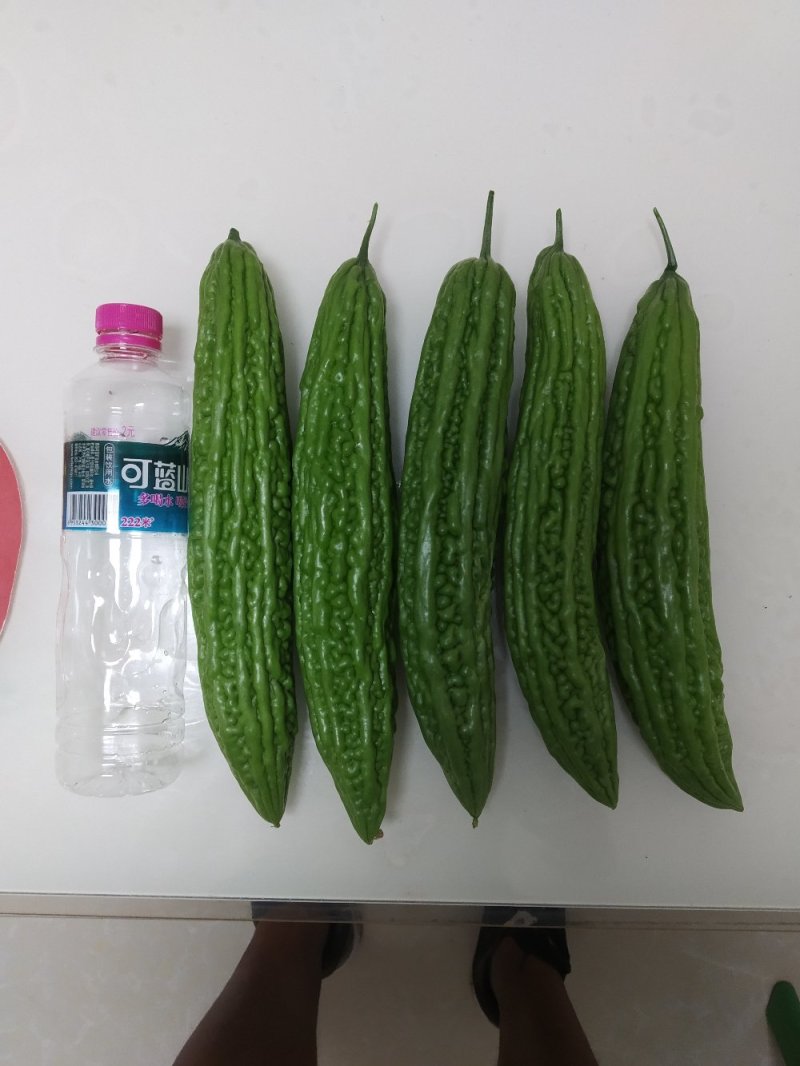 高档绿色苦瓜苗，颜色绿，瓜条直，瓜型好，优质进口种子。
