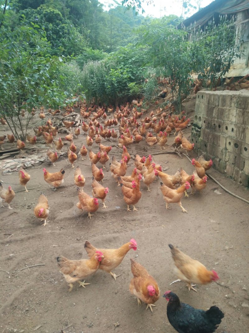 广西兴业县优质走山土鸡