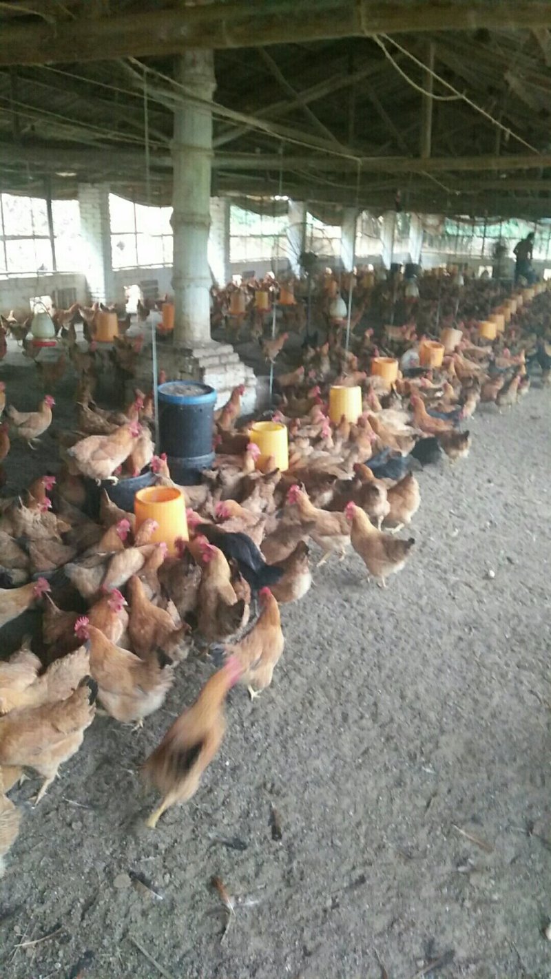 广西兴业县优质走山土鸡