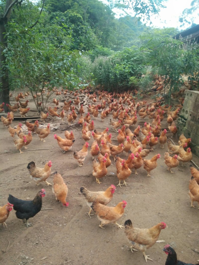 广西兴业县优质走山土鸡