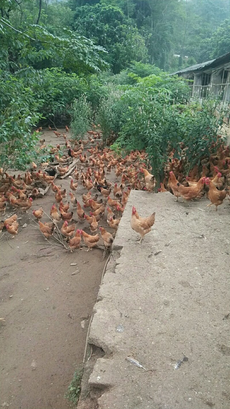 广西兴业县优质走山土鸡