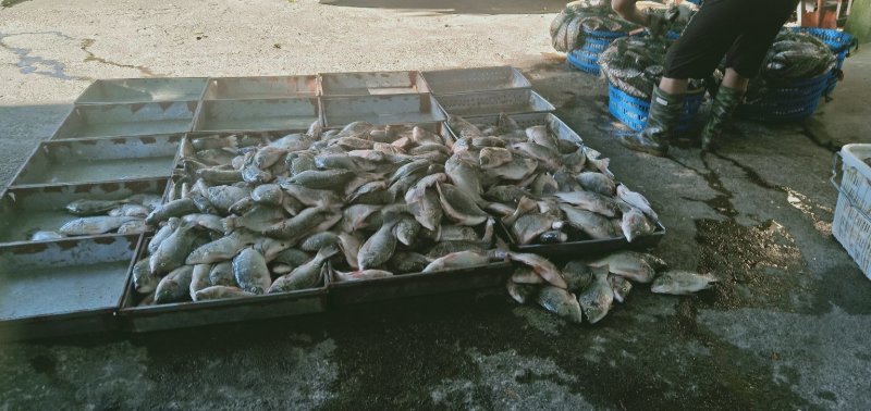 罗非鱼