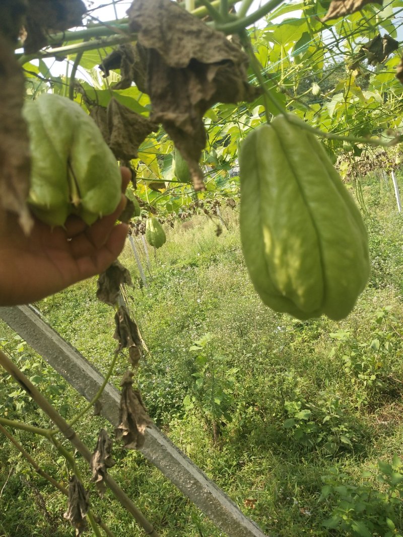 佛手瓜种，精品的佛手瓜种