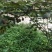 红心猕猴桃