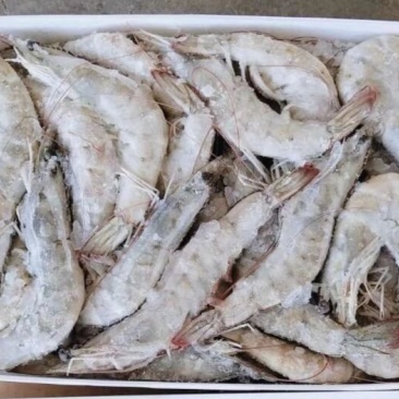 南美白对虾