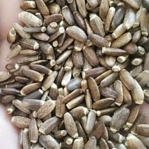 水飞蓟，精选，优质，长年供应。