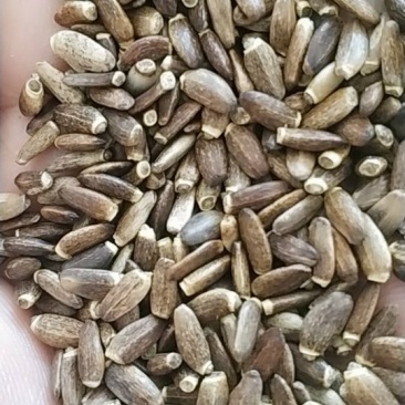 水飞蓟包邮，精选，优质，长年供应。
