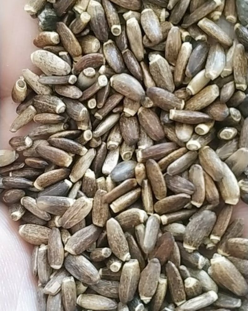水飞蓟包邮，精选，优质，长年供应。