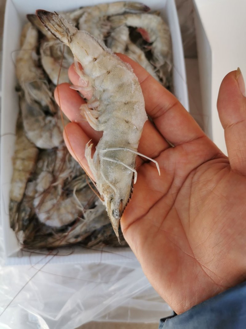 南美白对虾