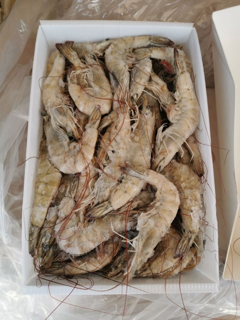 南美白对虾