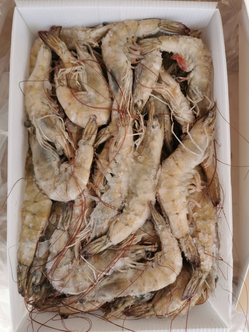 南美白对虾