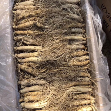 长白山鲜人参