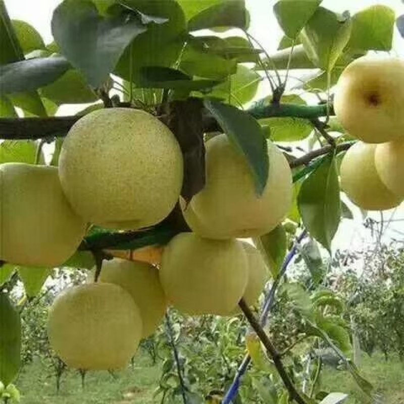 供应黄金梨，个大皮薄，脆甜