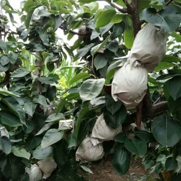 供应黄金梨，个大皮薄，脆甜