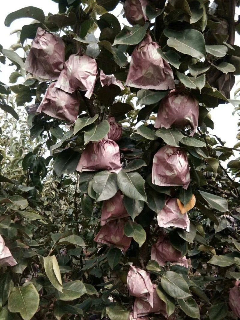 供应黄金梨，个大皮薄，脆甜