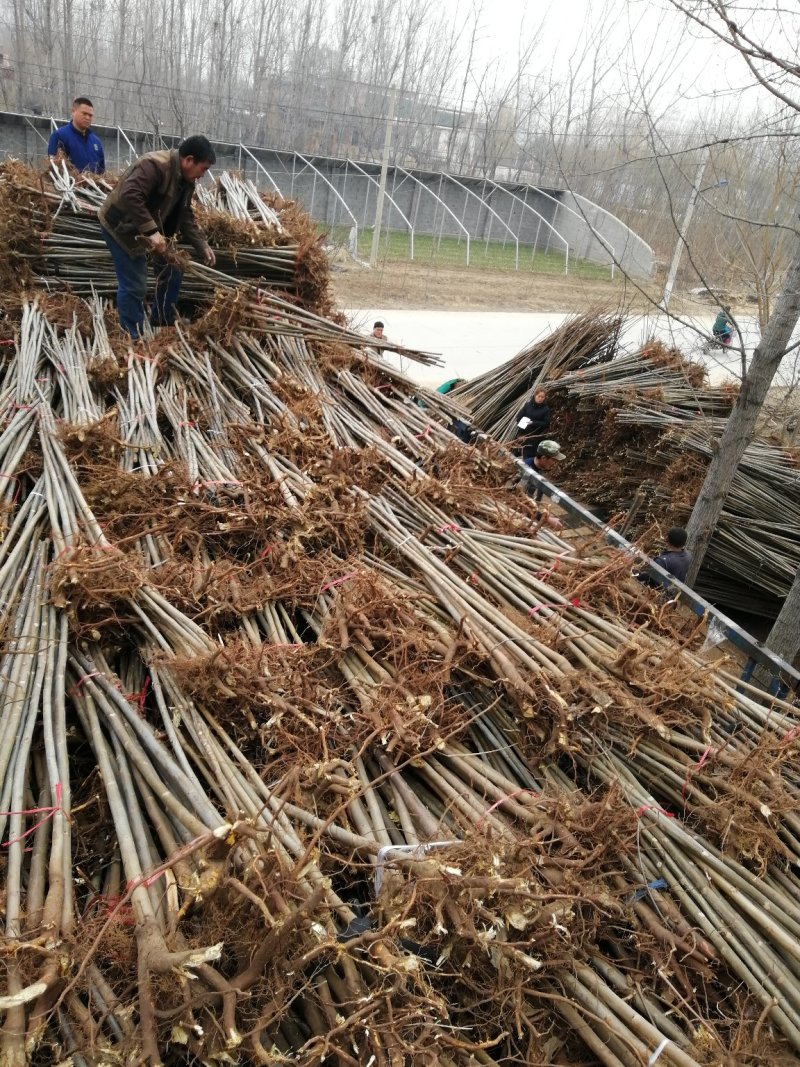 香椿苗1一2年香椿苗，大棚专用苗，地经0.5一3..公分