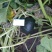 预售千亩黑金二号南瓜