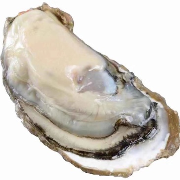 生蚝