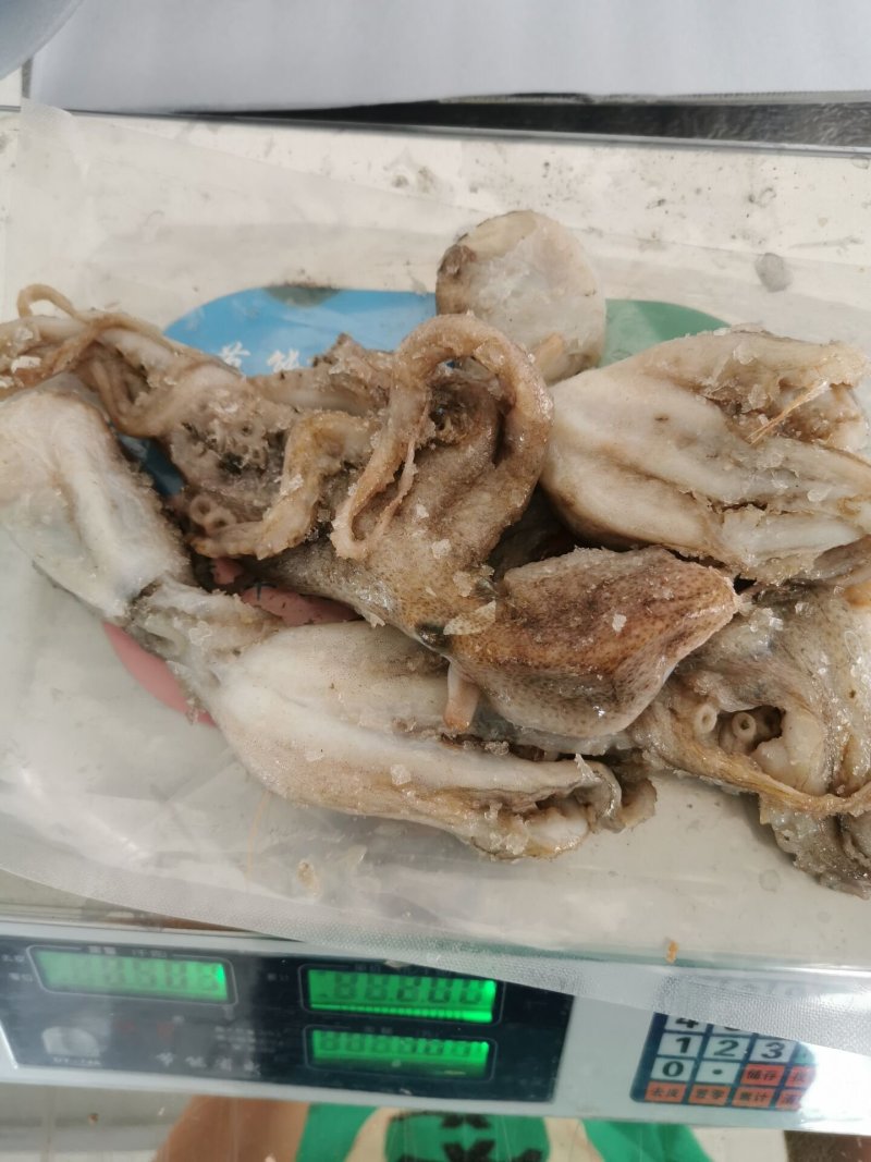 新鲜冷冻八带鱼