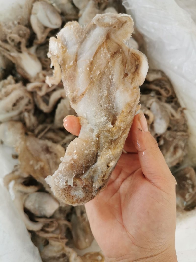 新鲜冷冻八带鱼