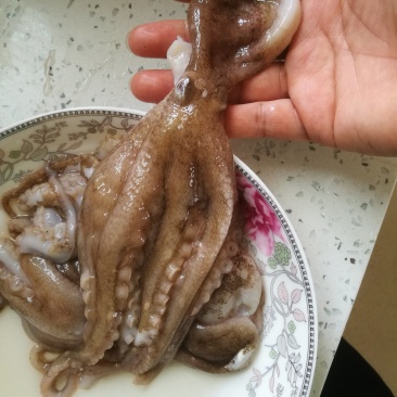 新鲜冷冻八带鱼