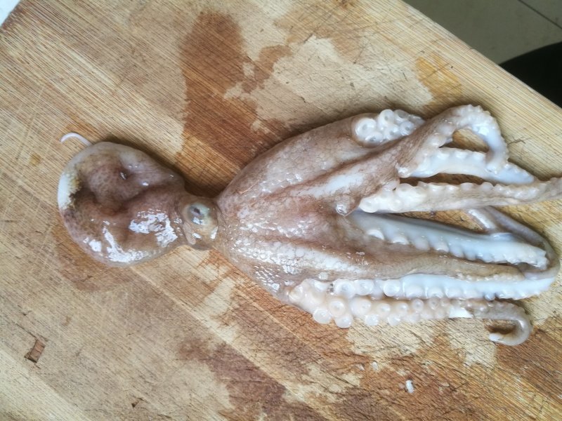 新鲜冷冻八带鱼