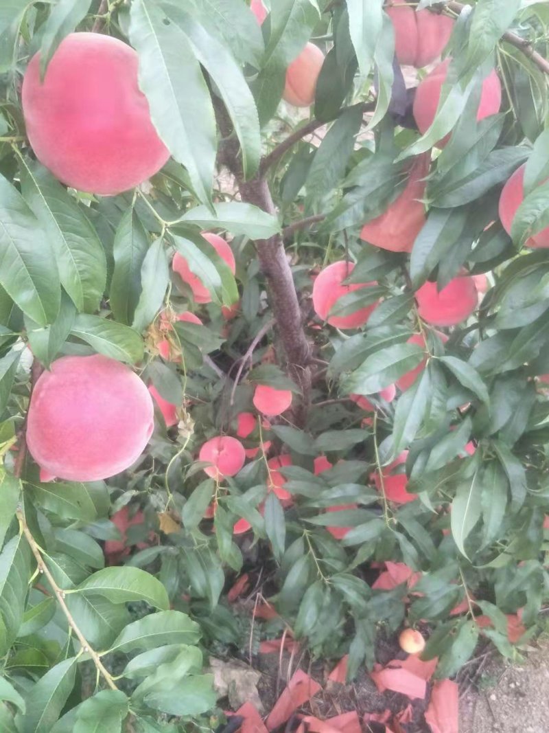 青州蜜，金秋红蜜，映霜红全国代发，商超供货，品质保证