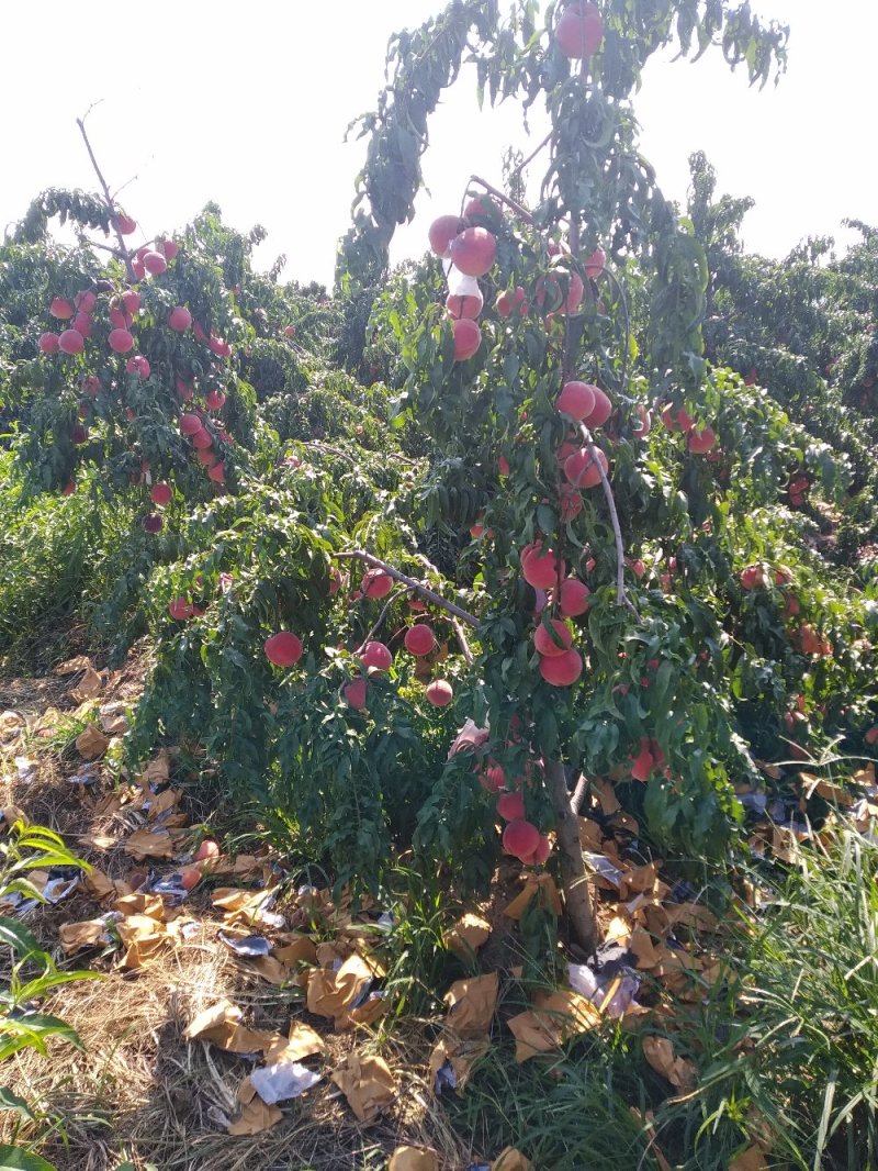 青州蜜，金秋红蜜，映霜红全国代发，商超供货，品质保证