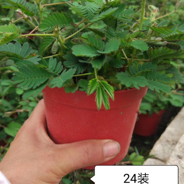 含羞草小盆栽。48装