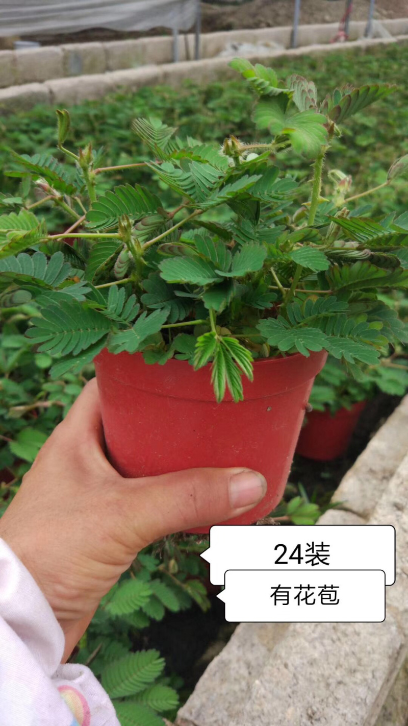含羞草小盆栽。48装