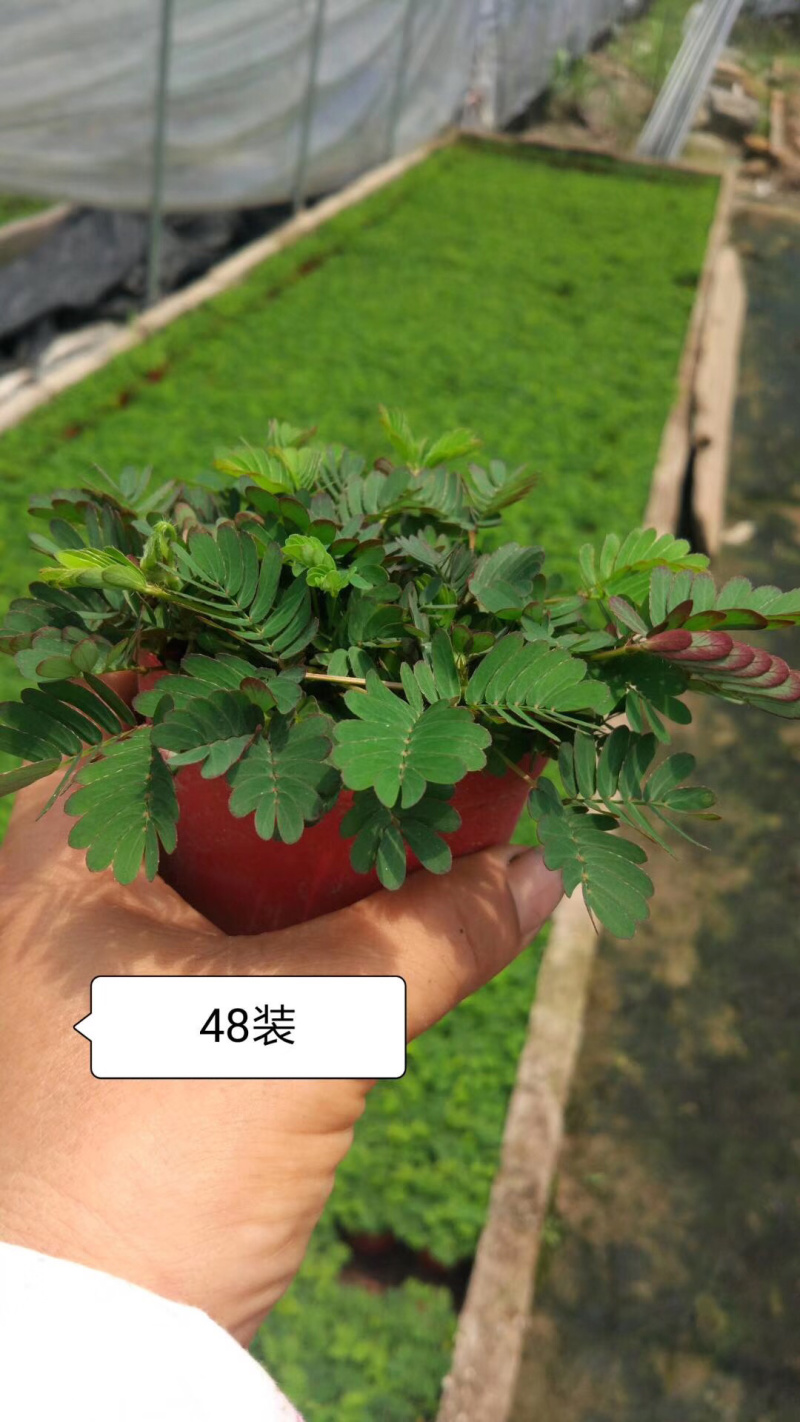 含羞草小盆栽。48装