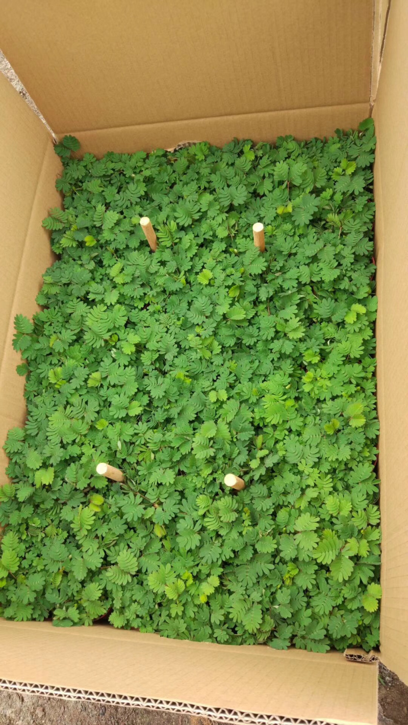 含羞草小盆栽。48装
