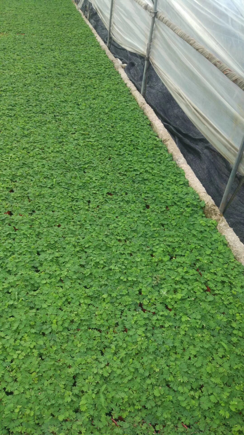 含羞草小盆栽。48装