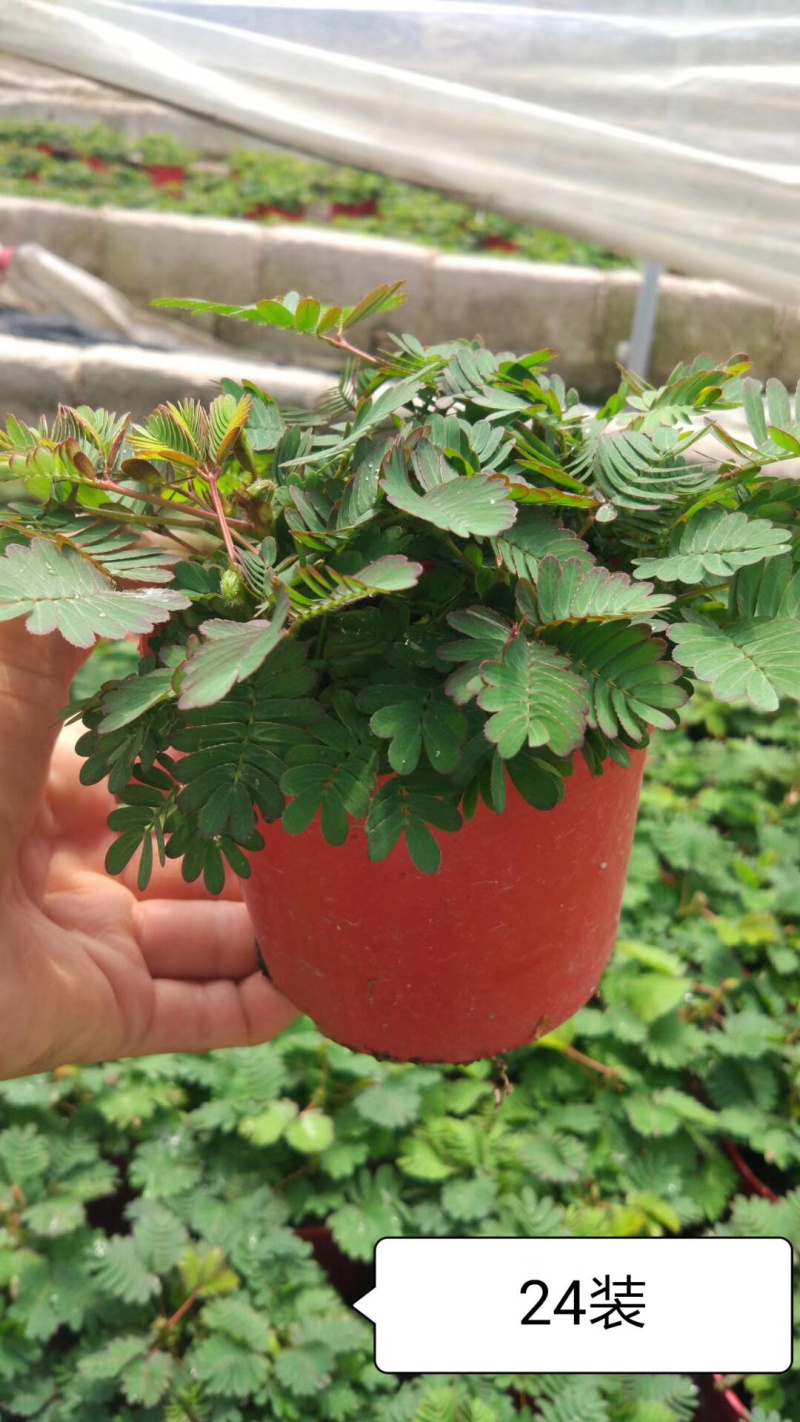 含羞草小盆栽。48装
