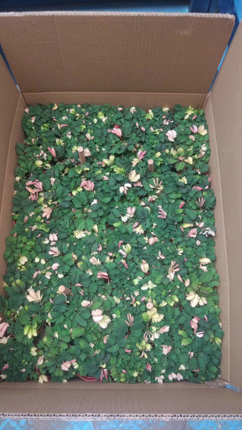 带锦含羞草。48装