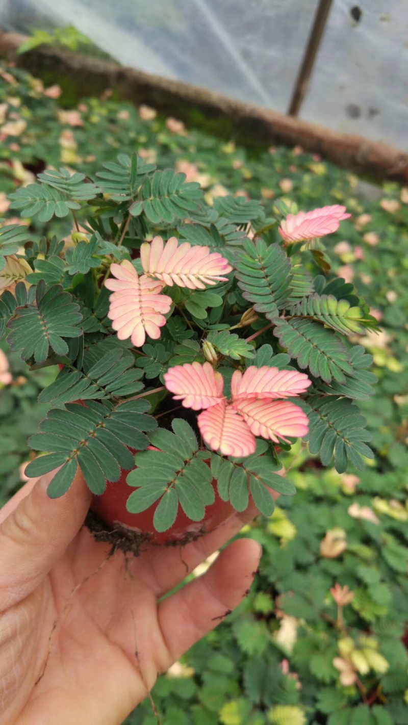 带锦含羞草。48装