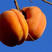 软枣软枣种子柿子种子柿子苗免费提供播种技术