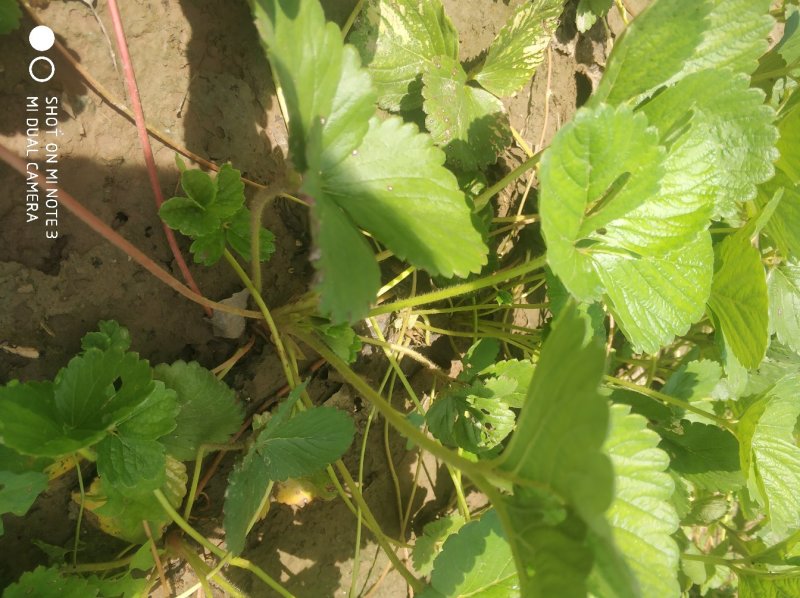 脱毒红颜草莓苗