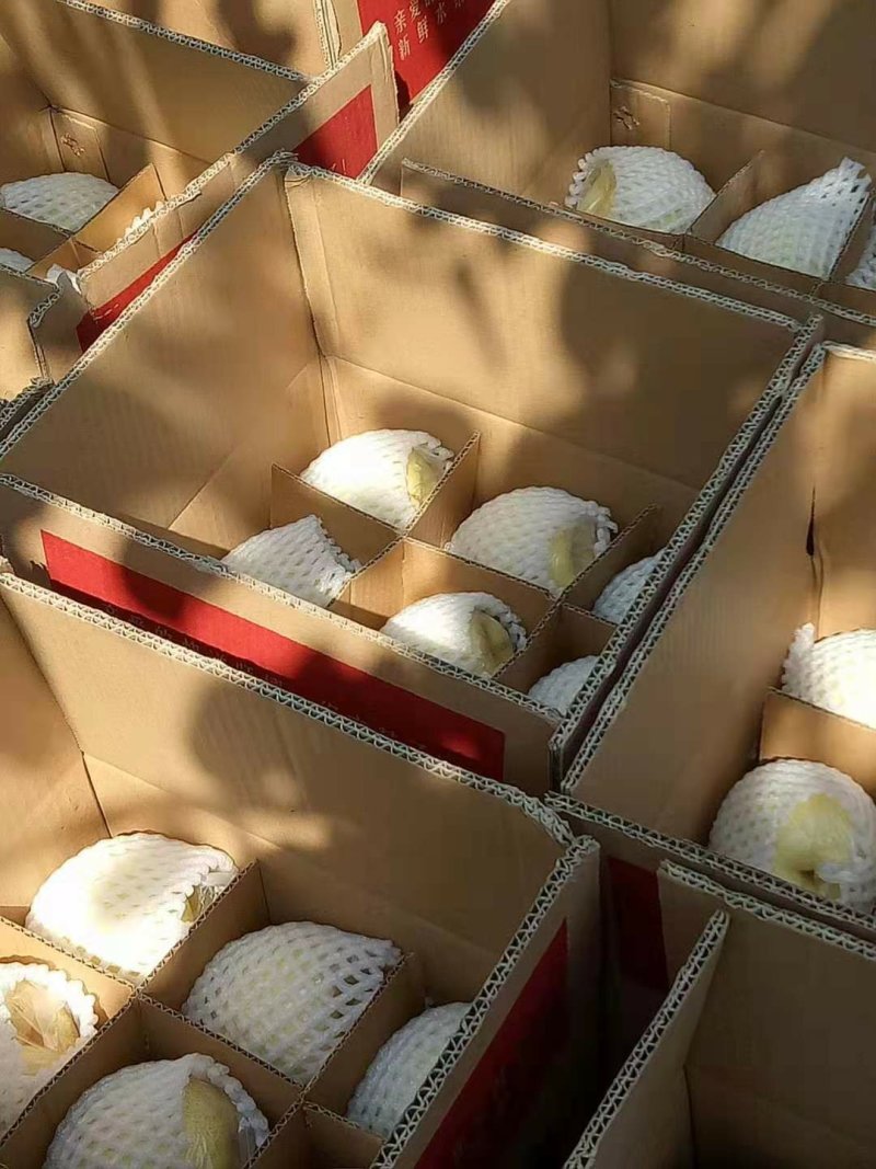蒲城酥梨熟啦，10万斤邀客来看