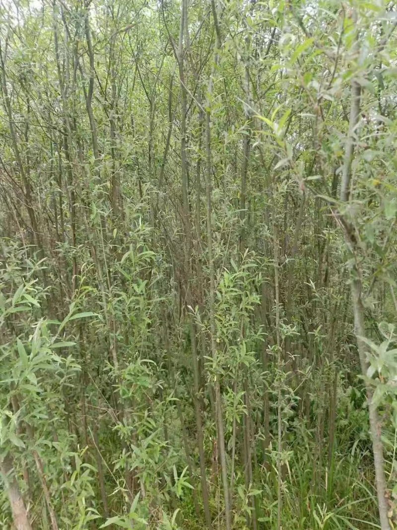 柳树