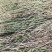 80至100公分长优质稻草诚信经营视频看货欢迎联系