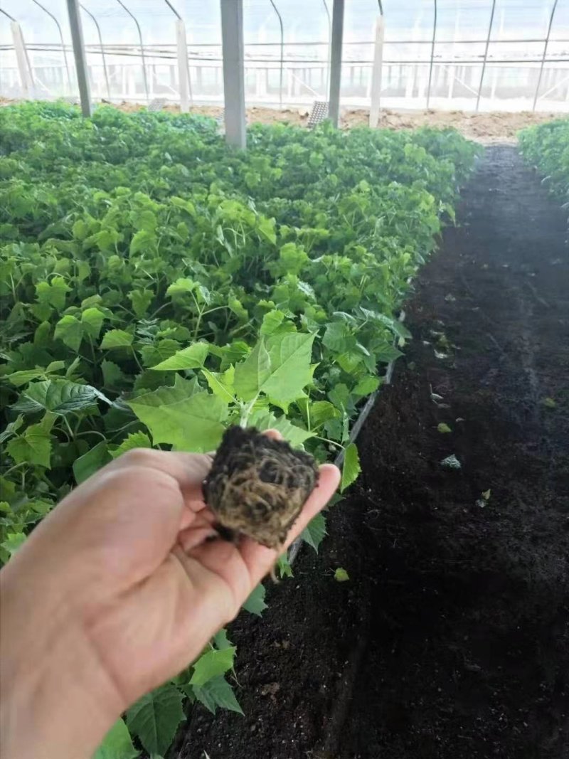 秋树