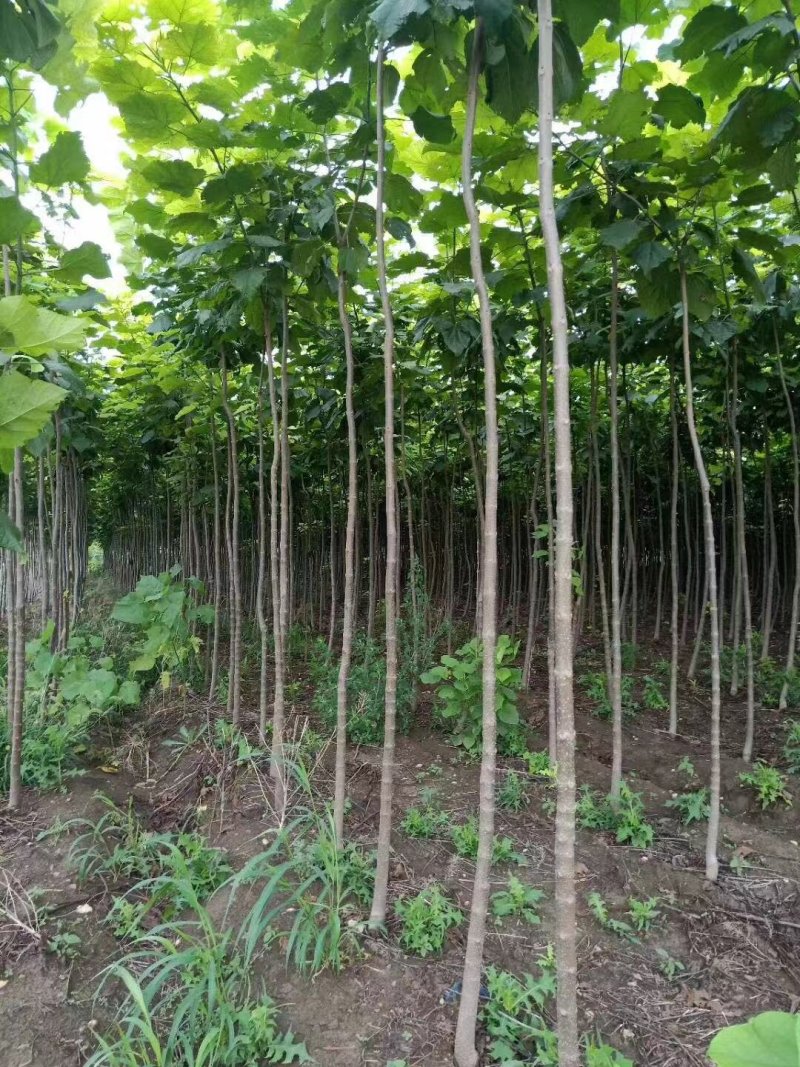 秋树