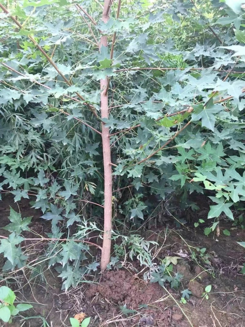 五角枫