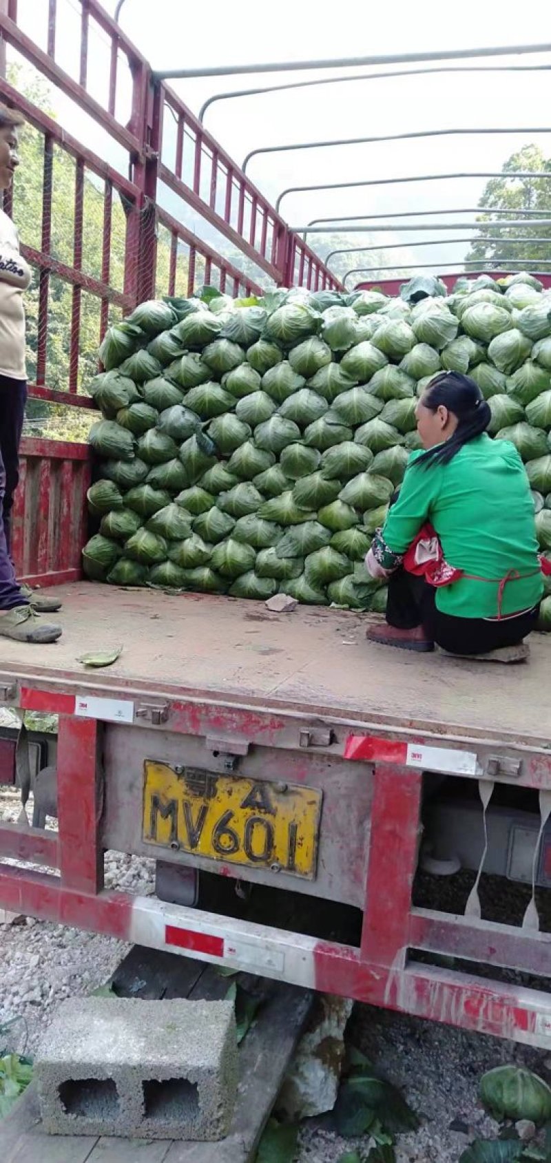 扁包菜