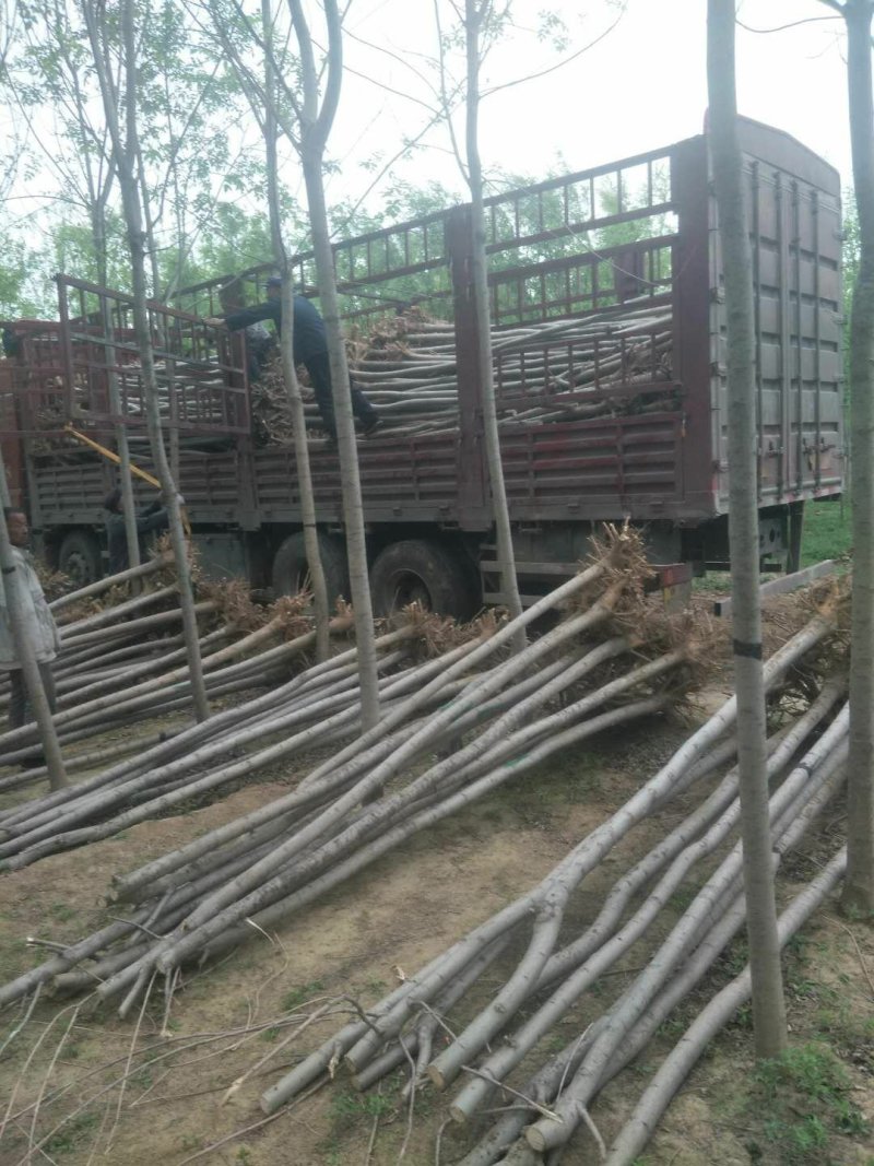 白蜡苗，速生白蜡苗1到3公分30万棵，4到6公分6万