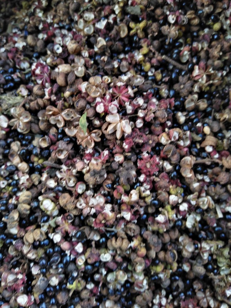 野吴茱萸