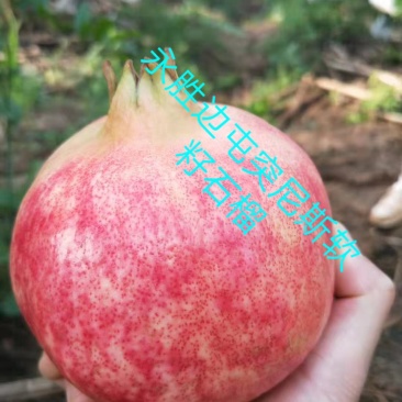 永胜突尼斯软籽石榴