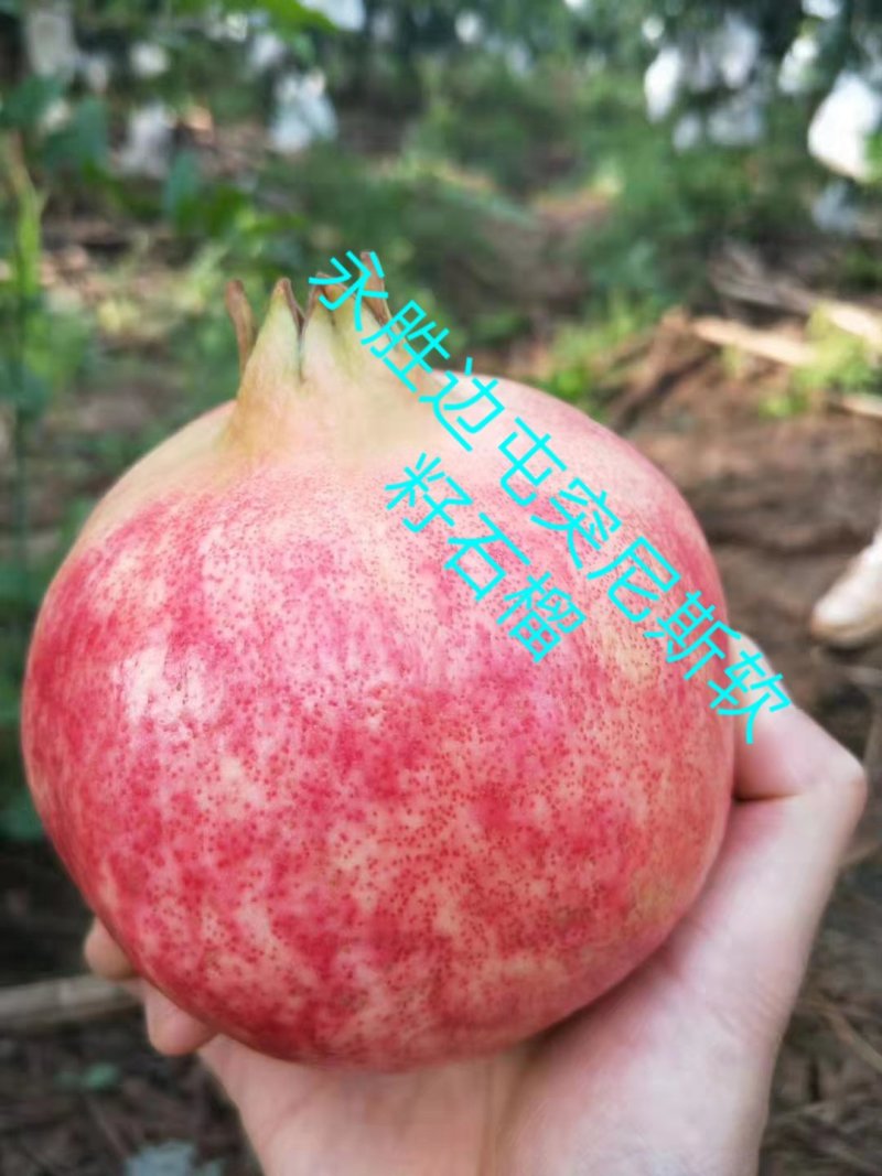 永胜突尼斯软籽石榴