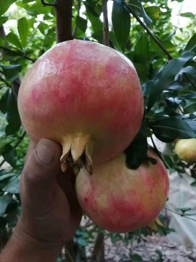 永胜突尼斯软籽石榴
